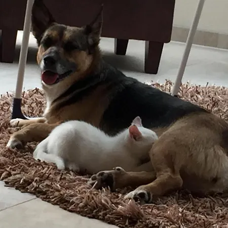 Der Eichenhof Gæstehus 4*