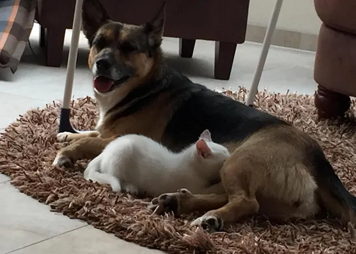 Der Eichenhof Pensión 4*